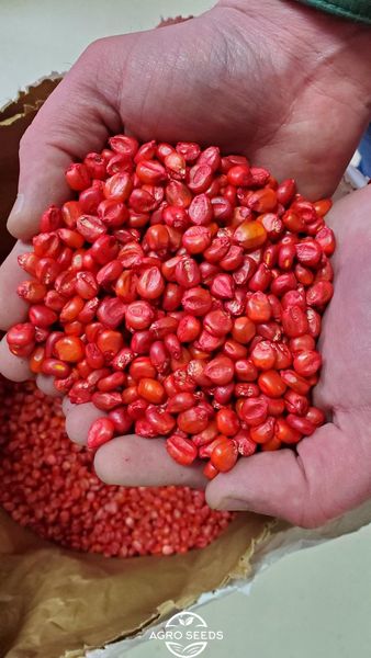 Семена кукурузы гибрид АРЛЕН ФАО 300, Украина 1720182810 фото