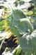 Семена подсолнечника Айрес под Гранстар 135 фото 2