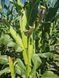 Семена кукурузы гибрид АРЛЕН ФАО 300, Украина 1720182810 фото 4