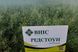 Семена рапса озимого гибрид Редстоун (РС) (2022 Год), ТМ "ВНИС", Украина. 1418009621 фото 2