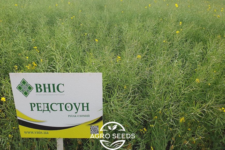 Семена рапса озимого гибрид Редстоун (РС) (2022 Год), ТМ "ВНИС", Украина. 1418009621 фото