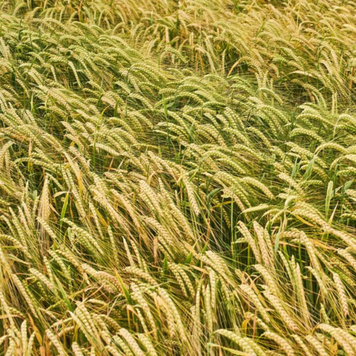 Насіння озимого ячменю КВС ДУНАЙ, 1 репродукція 751129688 фото