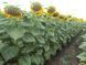 Насіння соняшнику гібрид ФЛОКС під гранстар, "KMK Agro", Україна 2353597244 фото 4