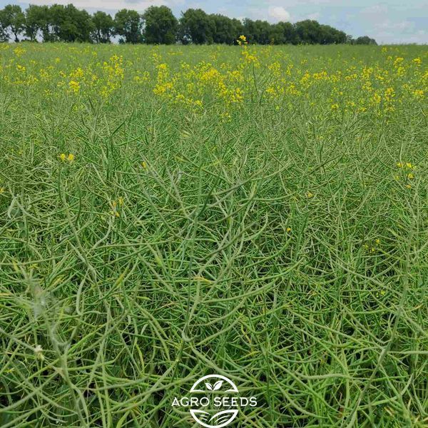 Купити насіння озимого ріпаку Терон під Гранстар 132636395546 фото