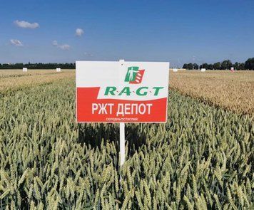Купити насіння озимої пшениці РЖТ ДЕПОТ 5546476 фото
