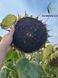 Насіння соняшнику гібрид ФЛОКІ, Україна 2098565331 фото 6