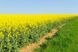 Семена рапса озимого гибрид Паркер (Clearfield) (2022 год), ТМ "ВНИС", Украина 1427620911 фото 4