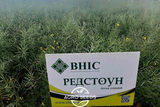 Семена рапса озимого гибрид Редстоун (РС) (2023 Год), ТМ "ВНИС", Украина 1427630135 фото