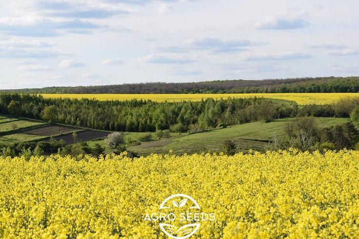 Насіння озимого ріпаку Ламбер Classic, класична технологія 22636395546-11 фото
