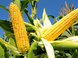 Гибрид кукурузы Амарок 290 (ФАО 320), Украина 16799194351 фото 5