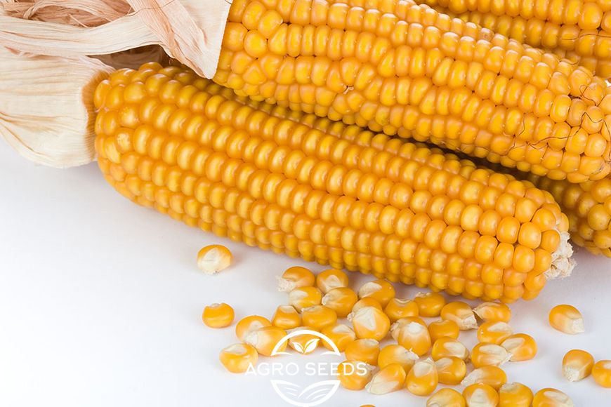 Гибрид кукурузы Амарок 290 (ФАО 320), Украина 16799194351 фото