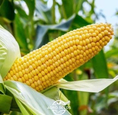 Семена кукурузы гибрид АР 18101 К ФАО 320, Украина 1943287314 фото