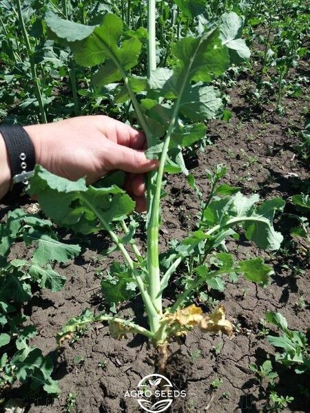 Семена озимого рапса гибрид Шелби 48 - 50 ц / га, ТМ "Рапсоил", Украина 1451256325 фото