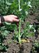 Семена озимого рапса гибрид Шелби 48 - 50 ц / га, ТМ "Рапсоил", Украина 1451256325 фото 3