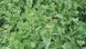 Семена озимого рапса гибрид Шелби 48 - 50 ц / га, ТМ "Рапсоил", Украина 1451256325 фото 4
