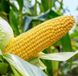 Семена кукурузы гибрид АР 18101 К ФАО 320, Украина 1943287314 фото 2