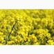 Семена озимого рапса гибрид Шелби 48 - 50 ц / га, ТМ "Рапсоил", Украина 1451256325 фото 2