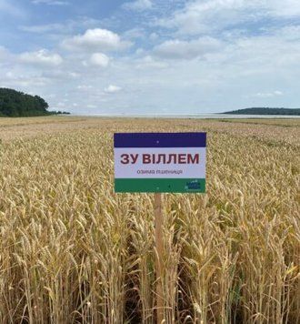 Купити насіння озимої пшениці ЗУ ВІЛЛЕМ 1546476 фото