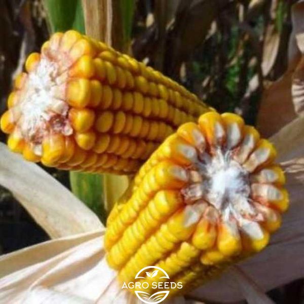 Семена кукурузы гибрид Марсель ФАО 280, Украина 1943316585 фото