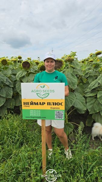 Насіння соняшнику гібрид Неймар Плюс під гранстар, Україна 7674112993 фото