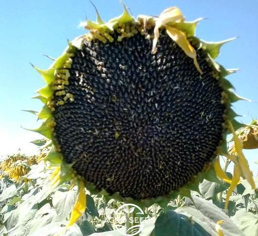 Семена подсолнечника гибрид НС-Х-6045 под евро-лайтнинг, ТМ "Юг Агролидер", Сербия 1327160986 фото