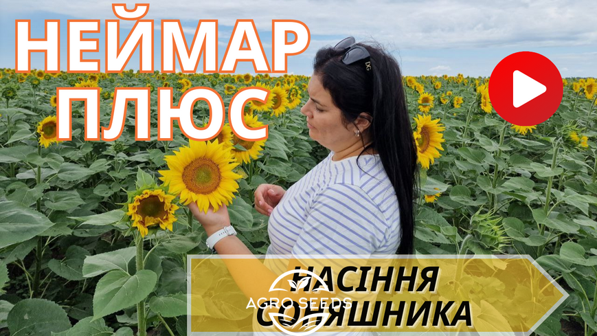 Насіння соняшнику гібрид Неймар Плюс під гранстар, Україна 7674112993 фото