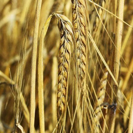 Насіння зернових культур