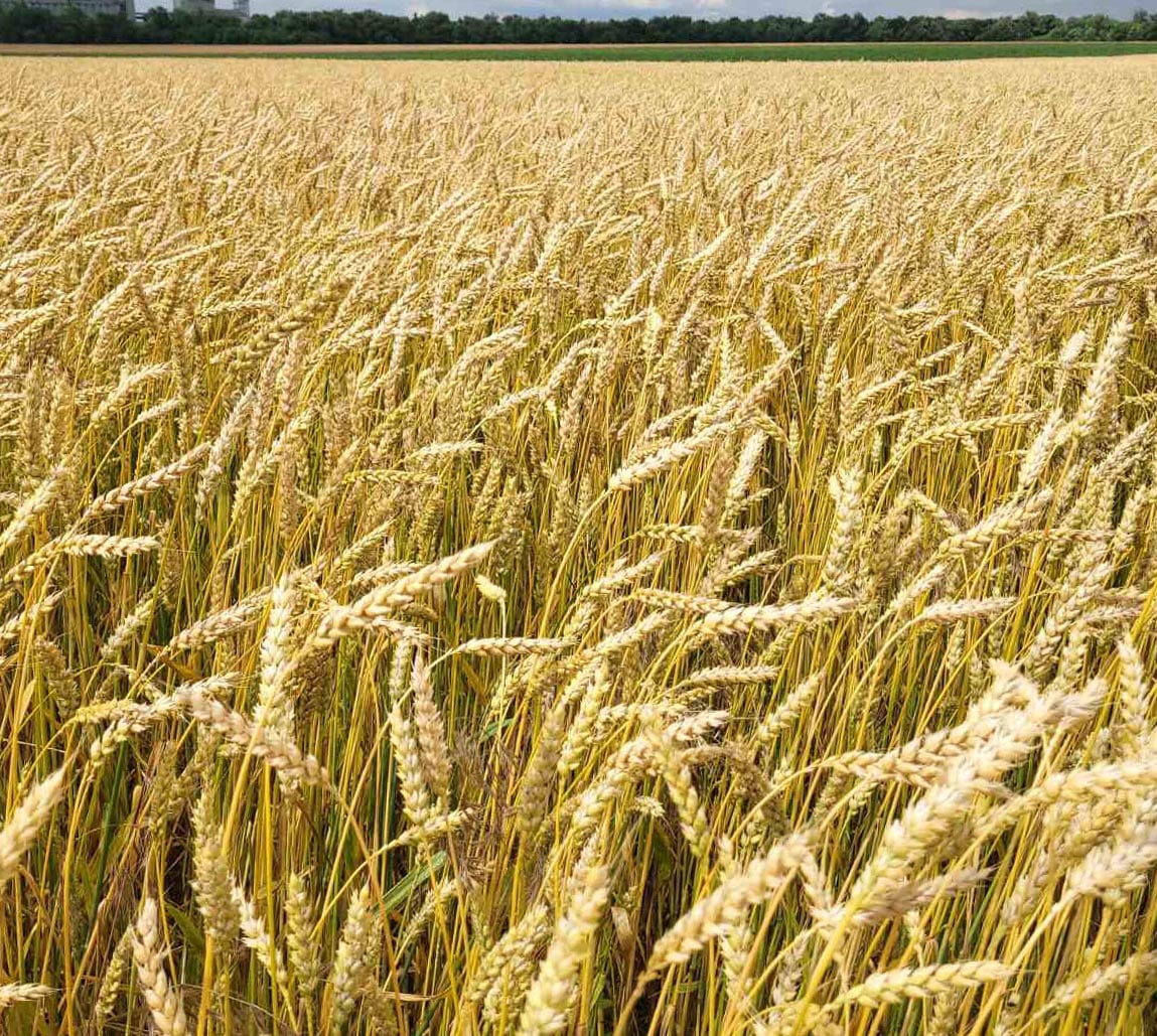купити насіння озимої пшениці