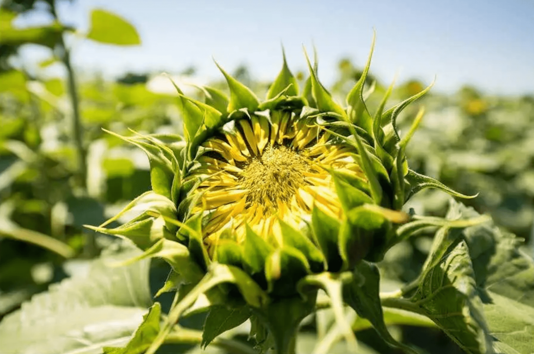 насіння соняшнику під класичну технологію
